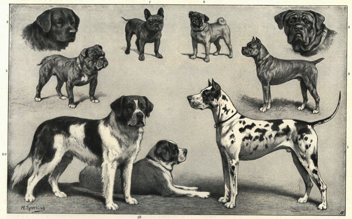 Собаки в древней Греции