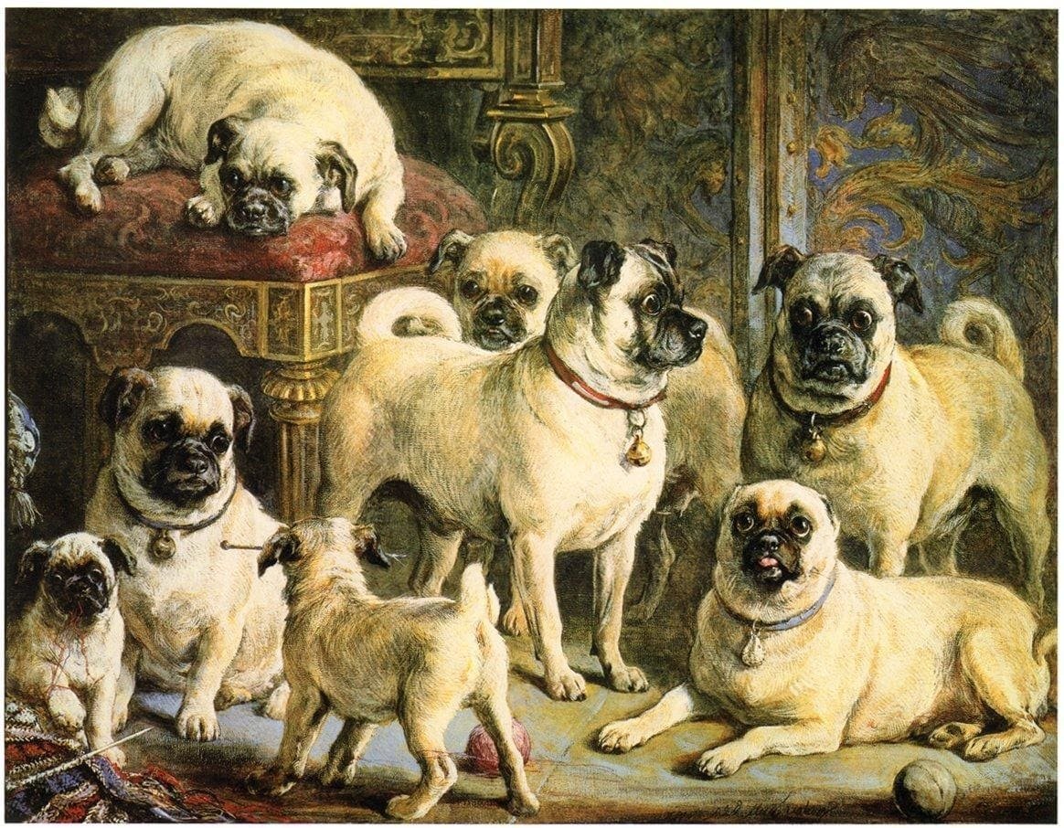 Древнекитайский Мопс