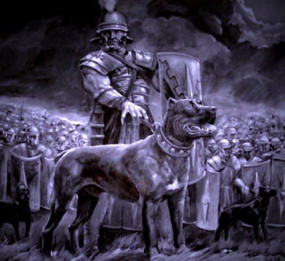 Боевые собаки римских легионеров