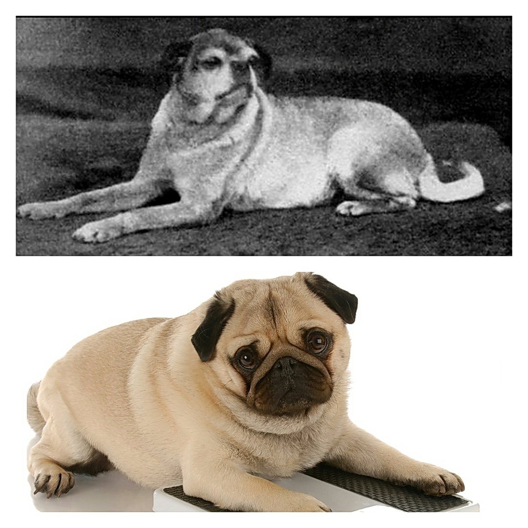 Мопс Эволюция породы