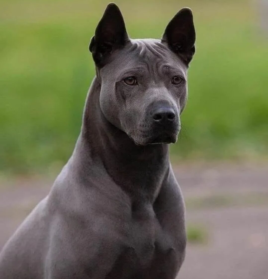 Тайский риджбек