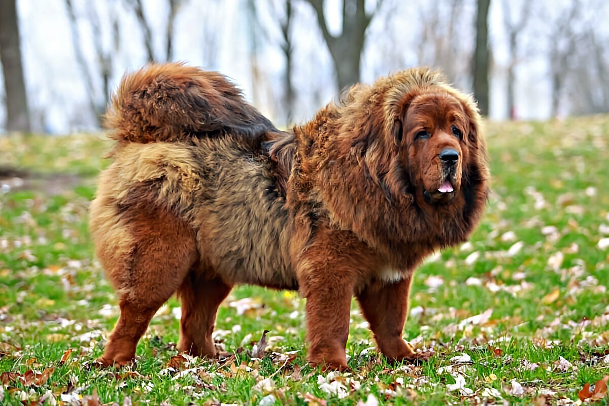 Тибетский мастиф 1000000