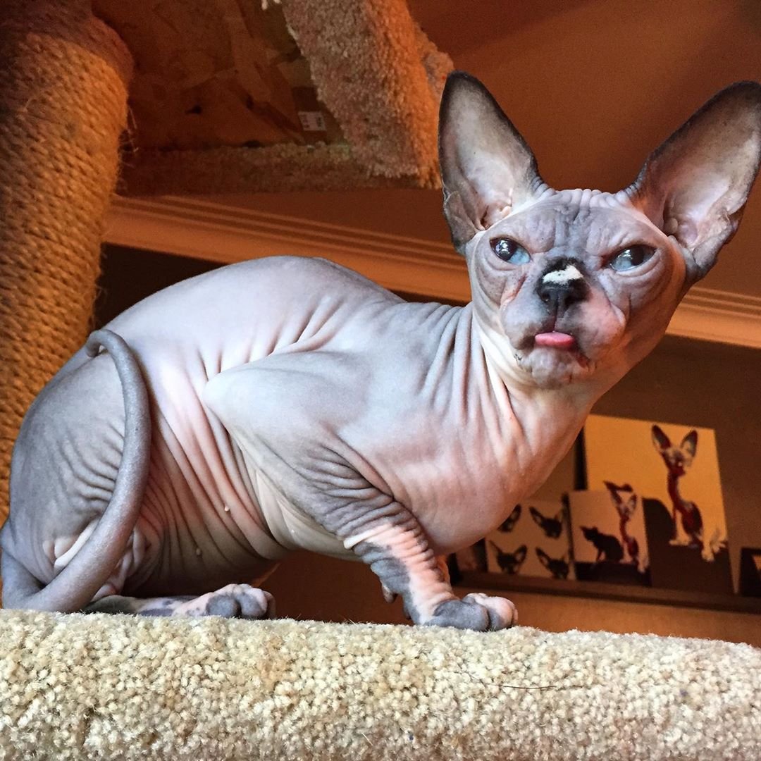 Канадский сфинкс