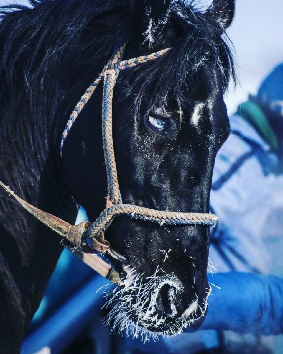 Конь Барон Кыргызстан