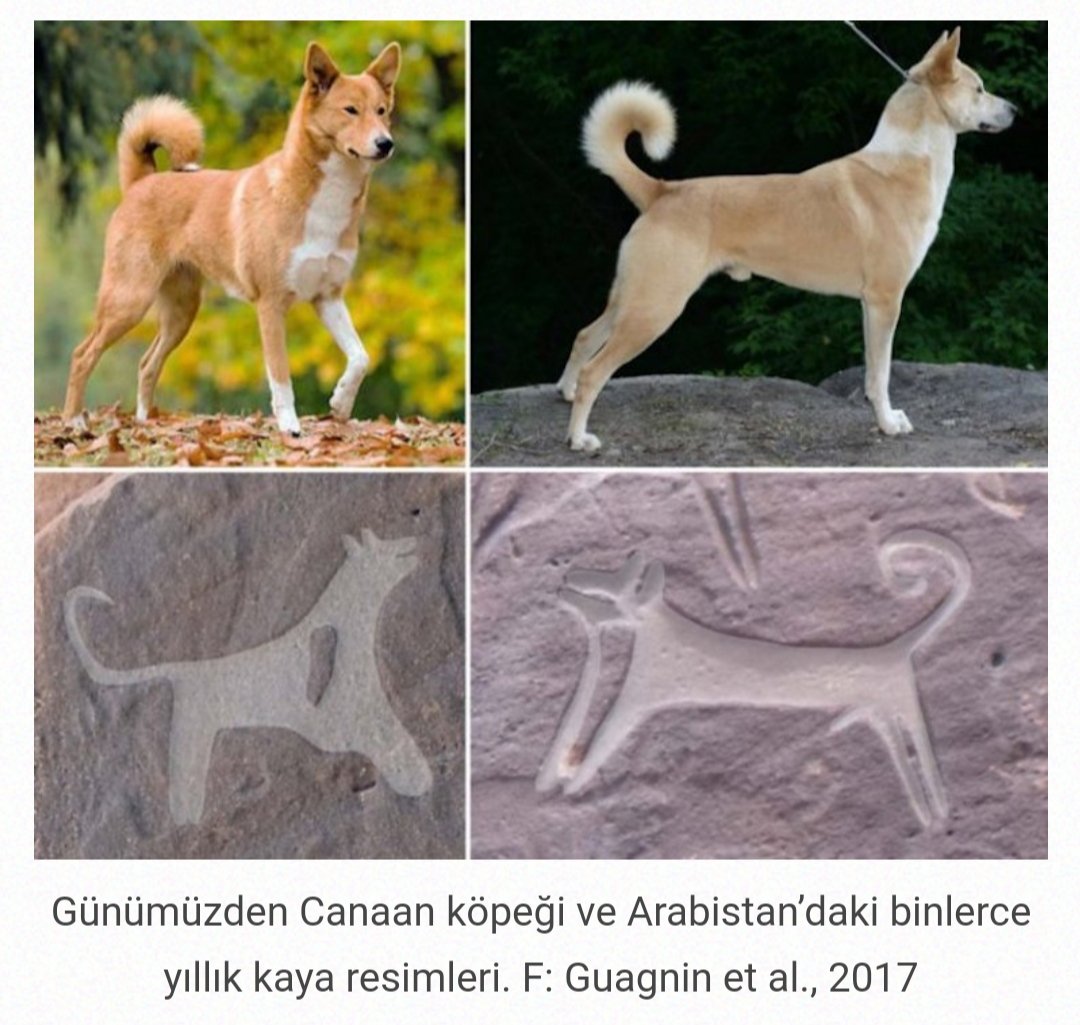 Древние породы собак