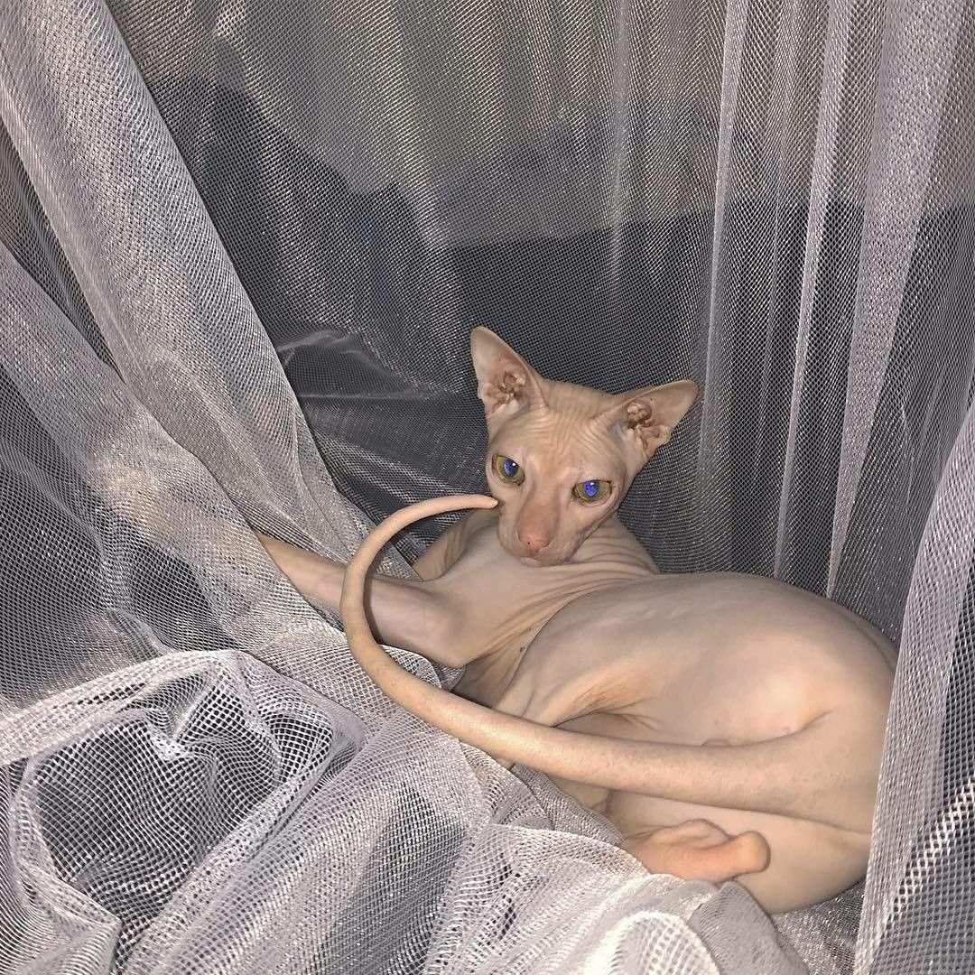 Сфинкс Эстетика