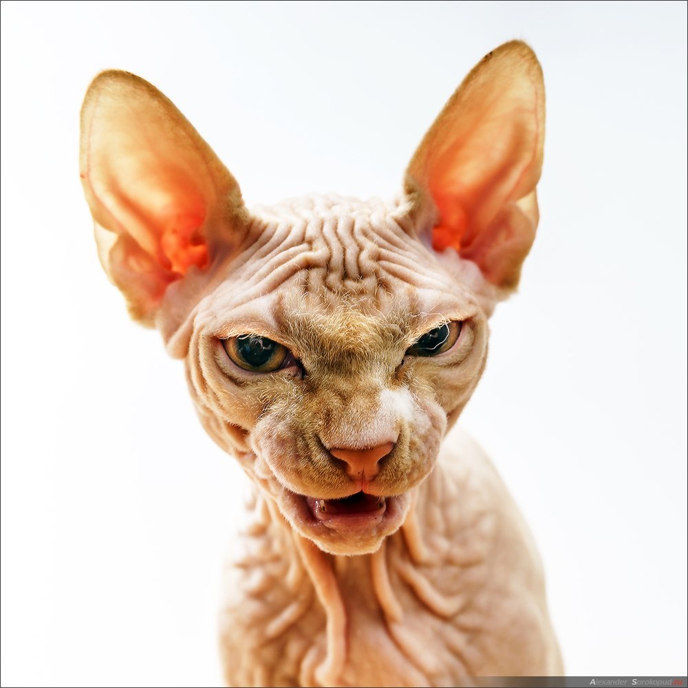 Лысая кошка сфинкс