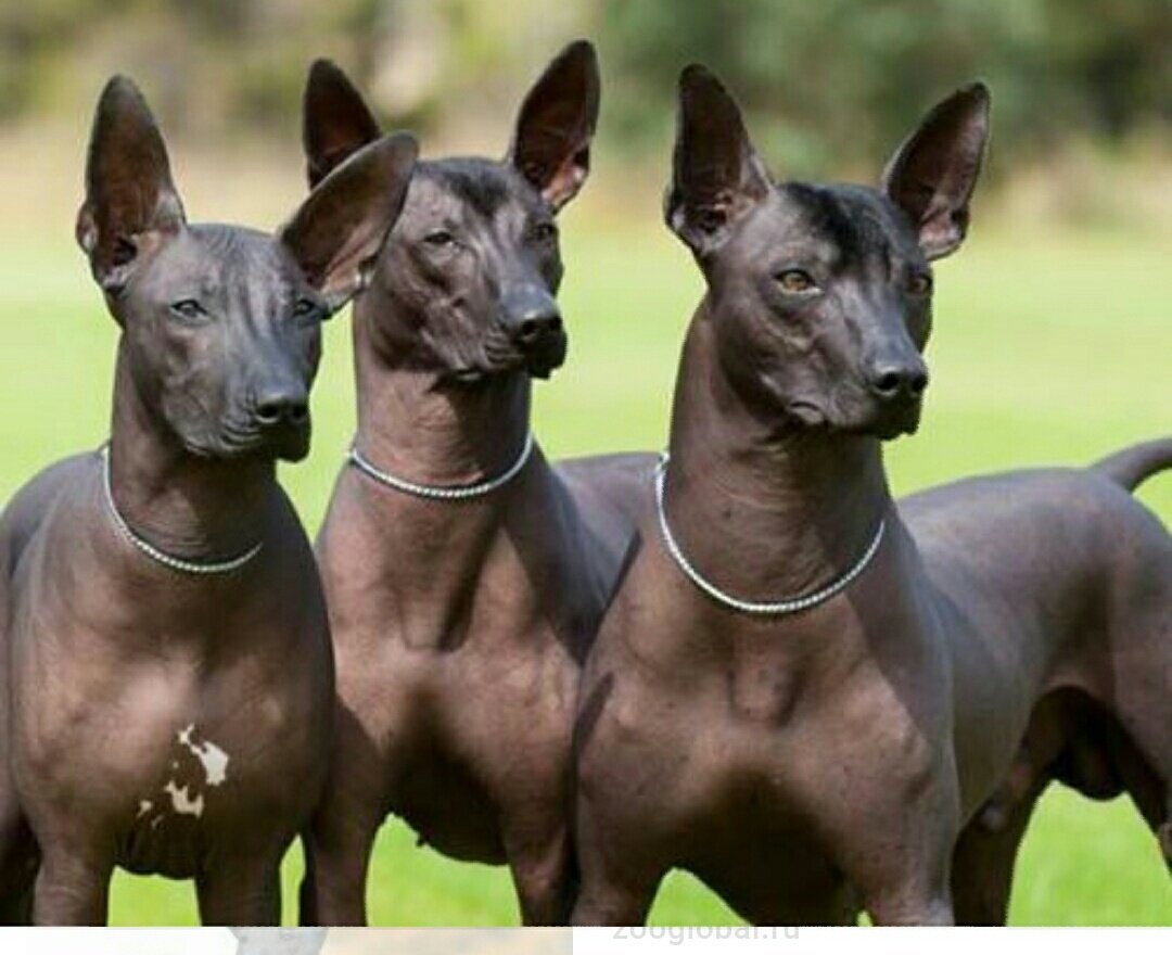 Мексиканский ксоло