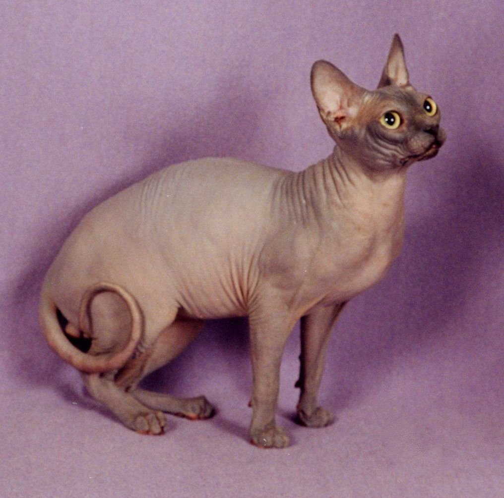 Порода сфинкс в Египте