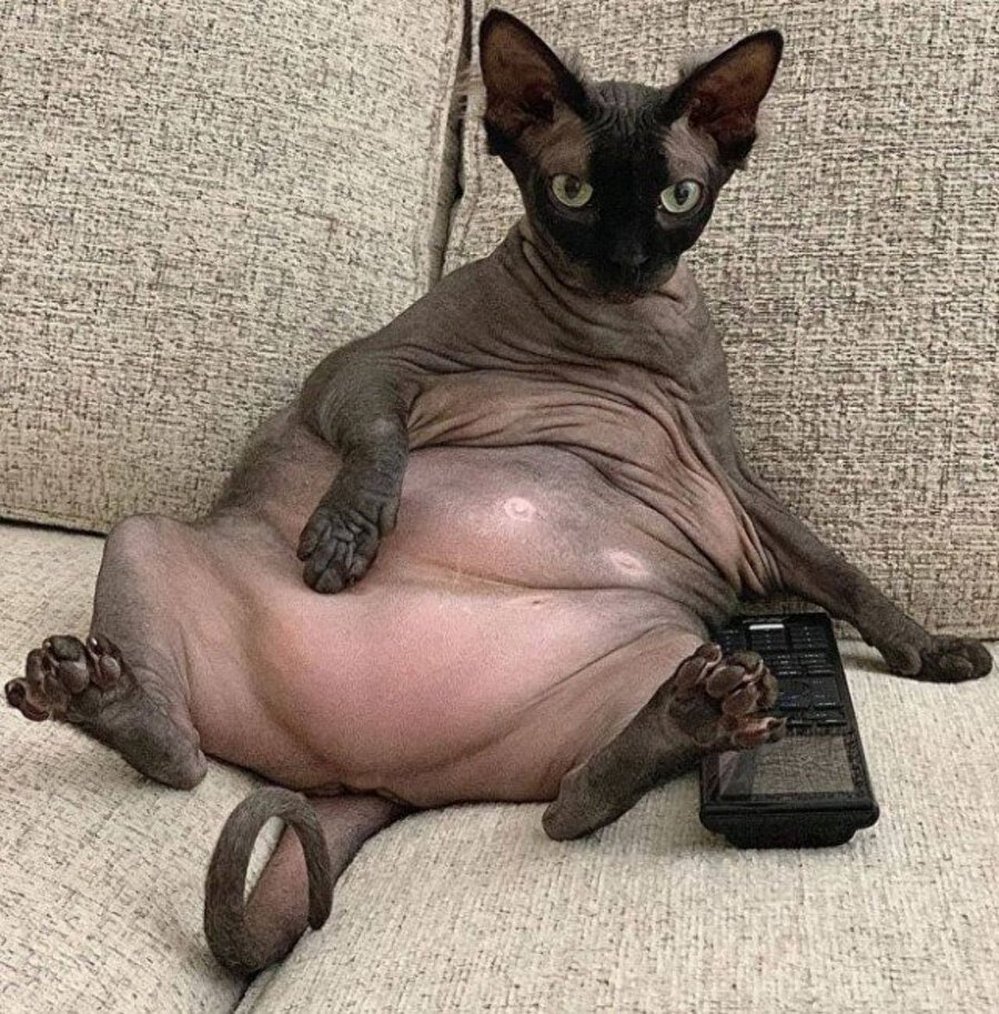 Сфинкс канадский порода толстый