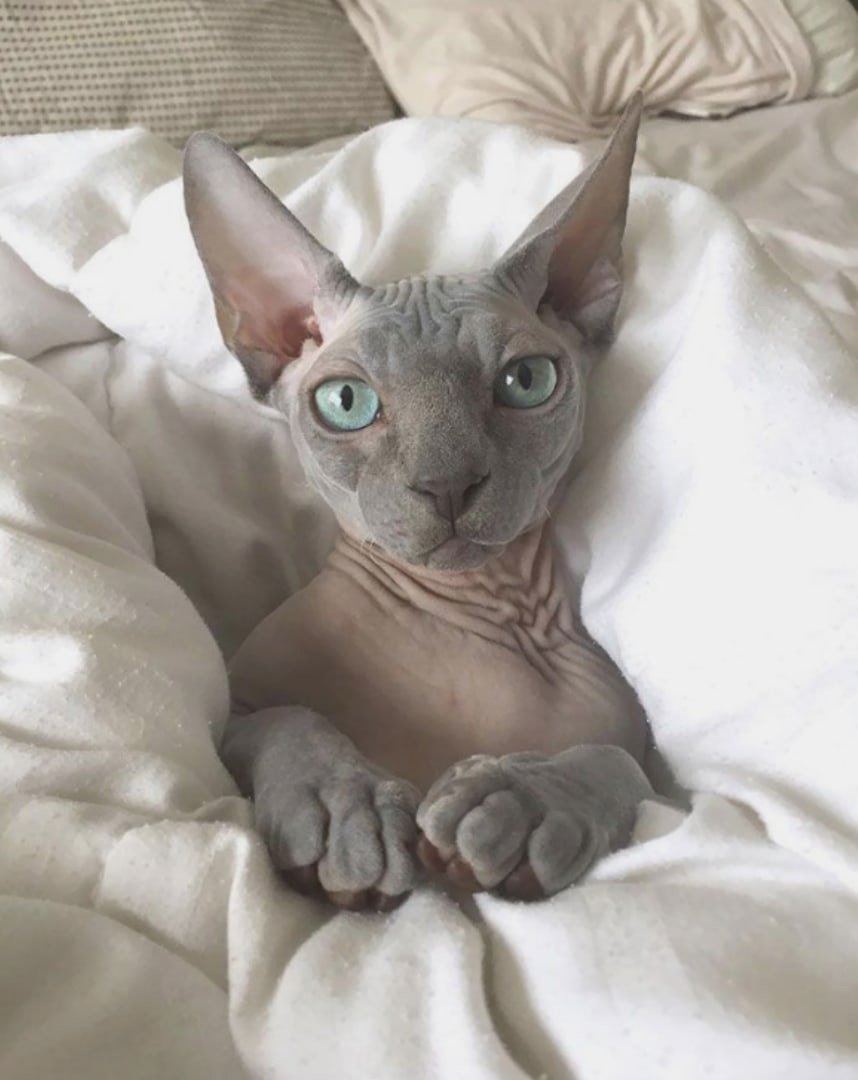 Лысые кошки