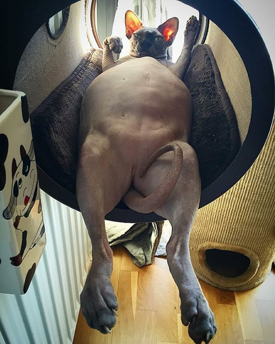 Жирный канадский сфинкс