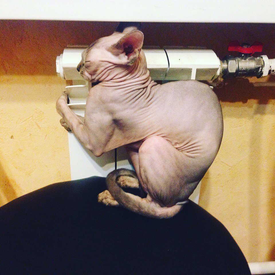 Сфинкс приколы