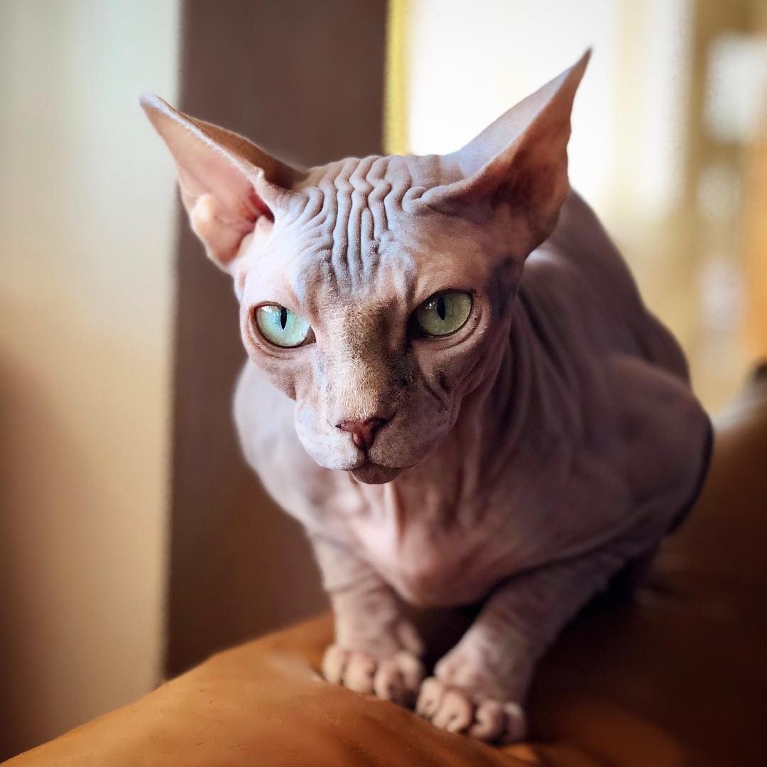 Египетская МАУ