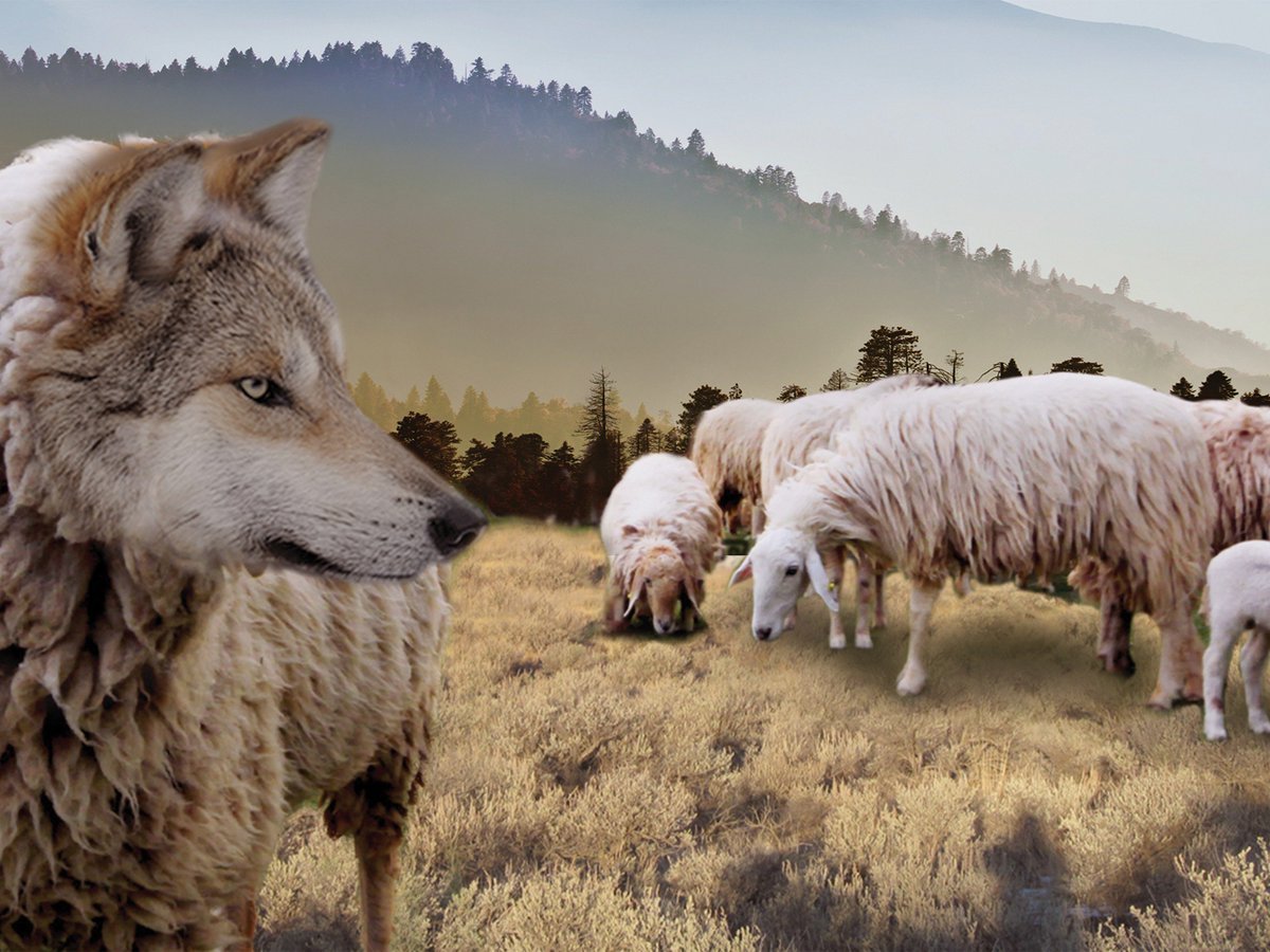 Волки и овцы