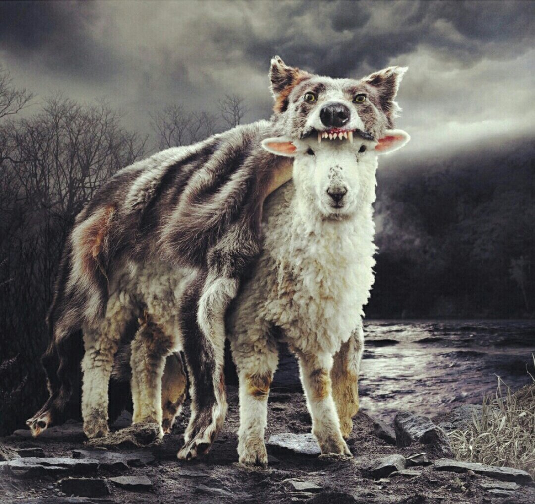 Волк в овечьей шкуре