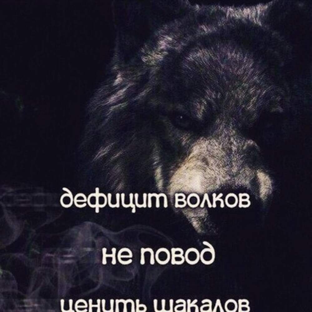 Дефицит Волков не повод ценить шакалов