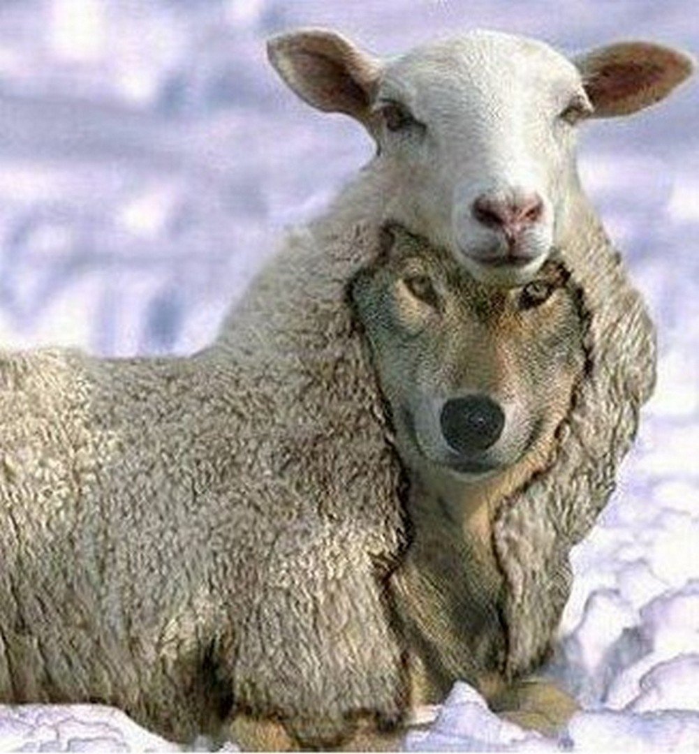 Волк в овечьей шкуре