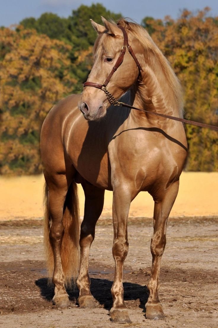 Каурая масть лошади