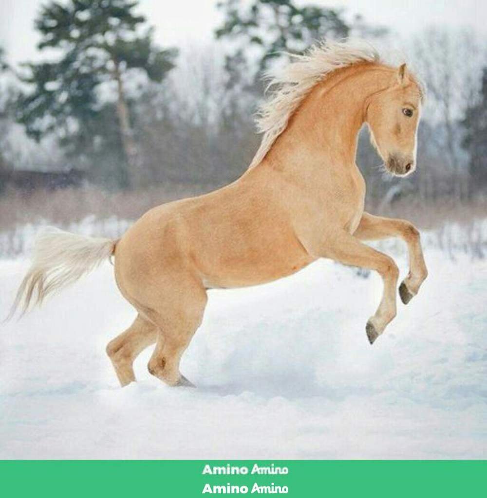 Соловая Паломино лошадь