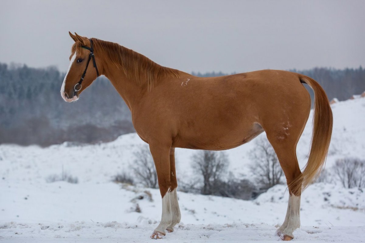 Орлово Донская порода лошадей