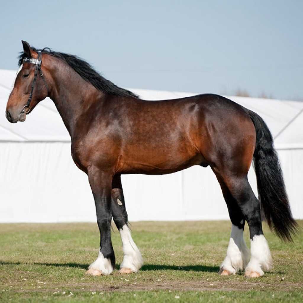 Караковая гнедая лошадь