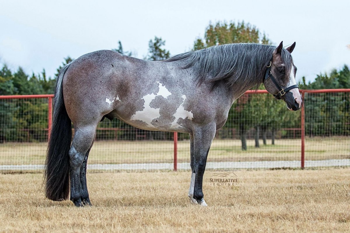 Сабино масть лошади