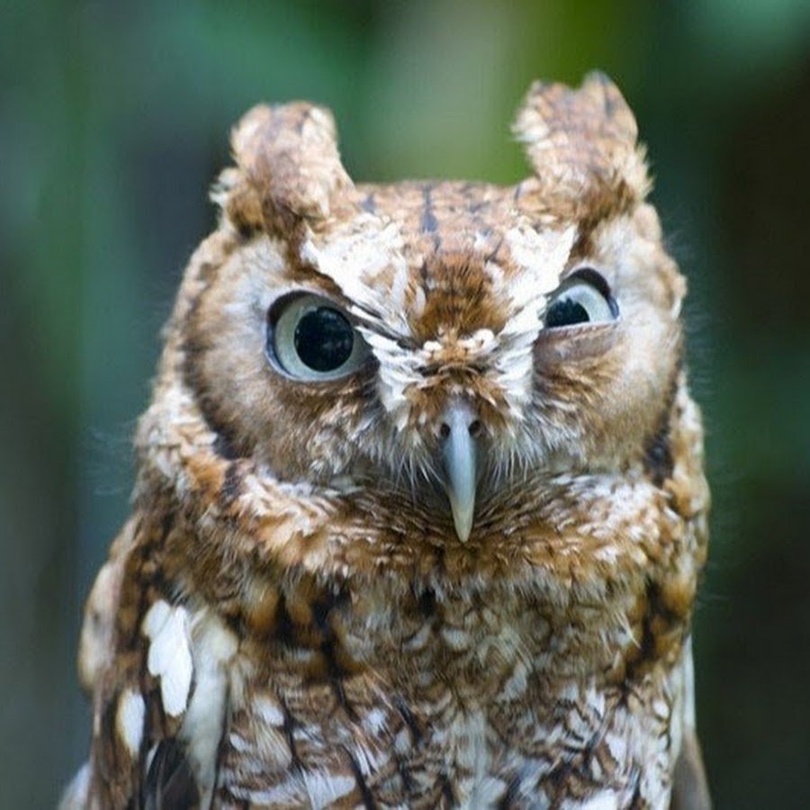 Смешные Совы