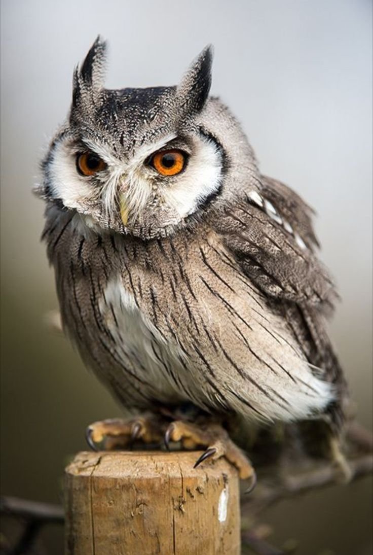 Сова сплюшка