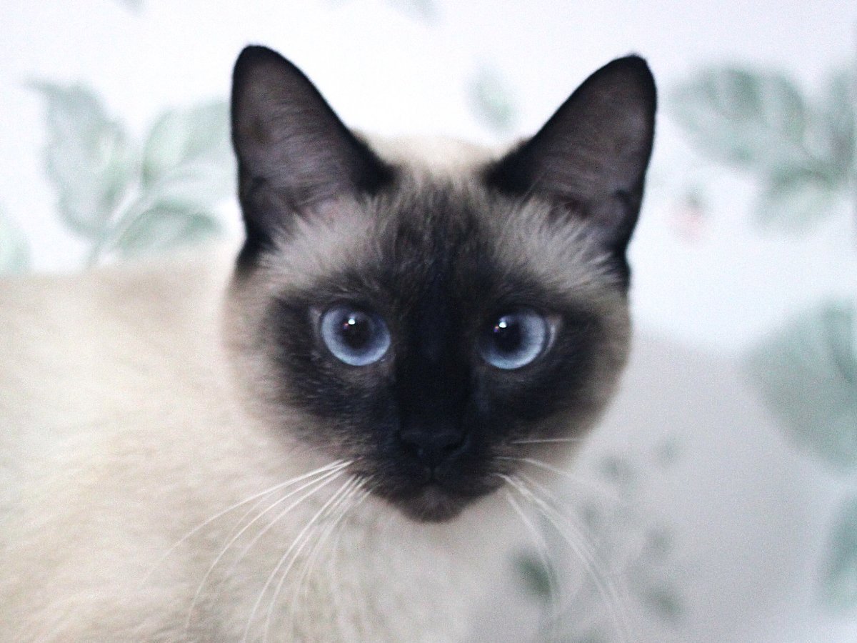 Сиамская и тайская кошка