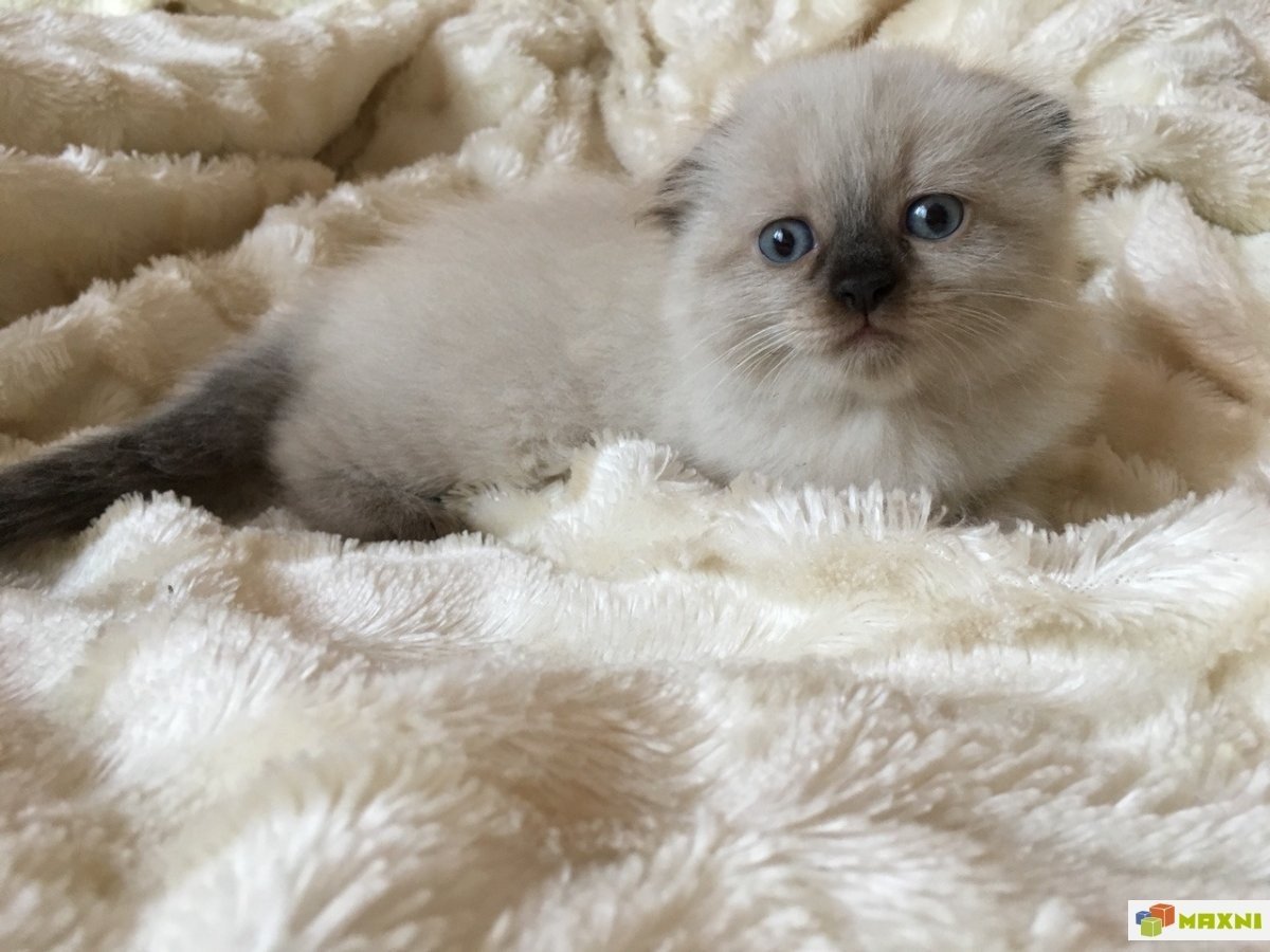 Тайская вислоухая кошка