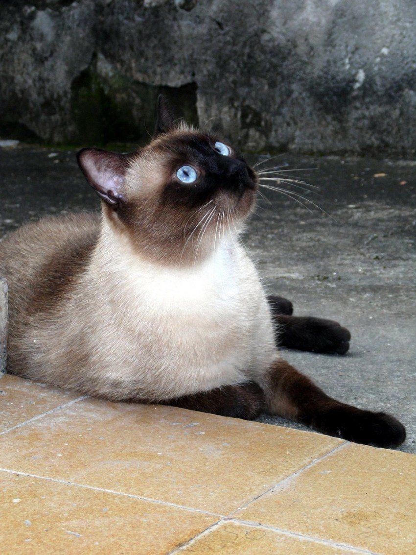 Сиамская кошка