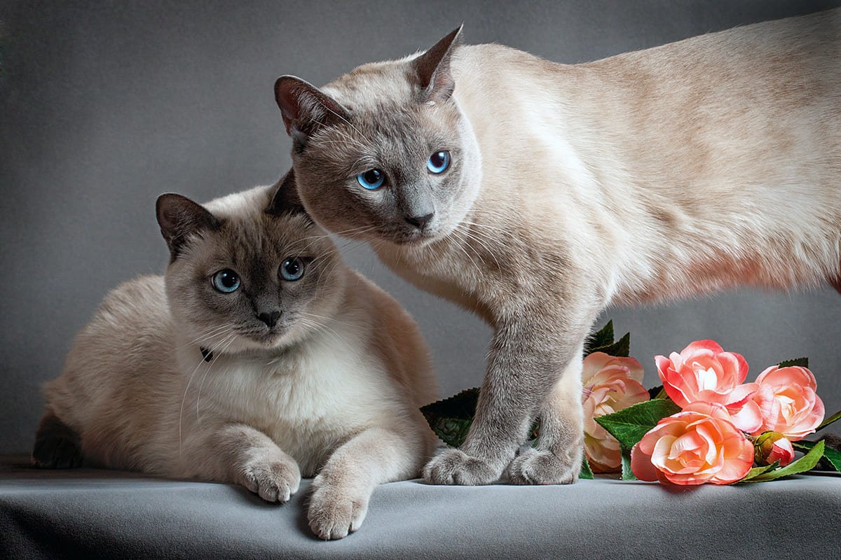 Тайская и Бурманская кошка