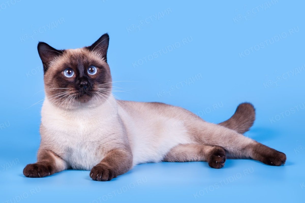 Тайская кошка сил Пойнт