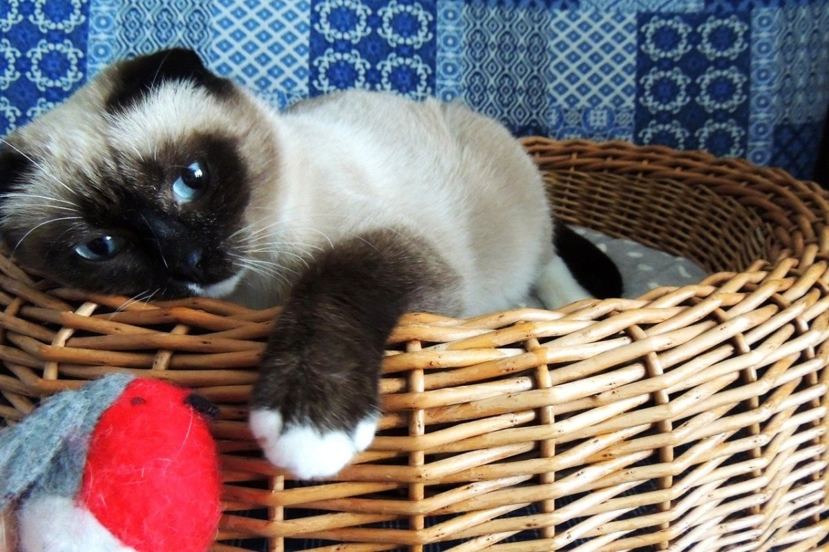 Шотландская вислоухая Сиамская кошка