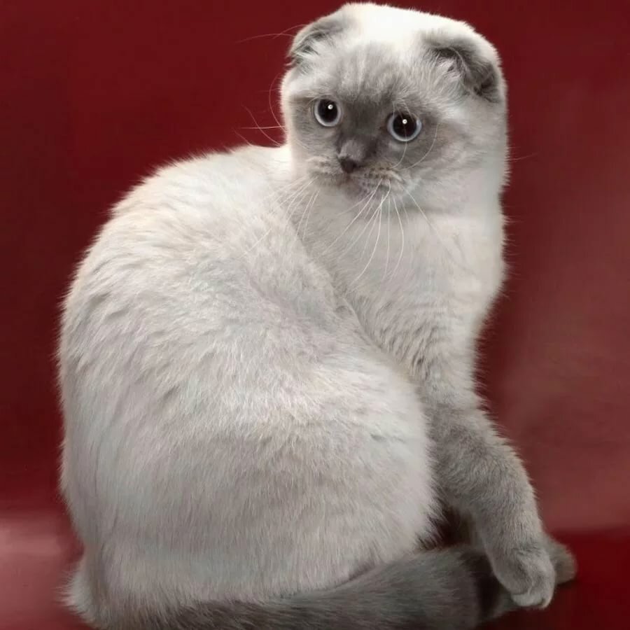 Скоттиш-фолд Шотландская