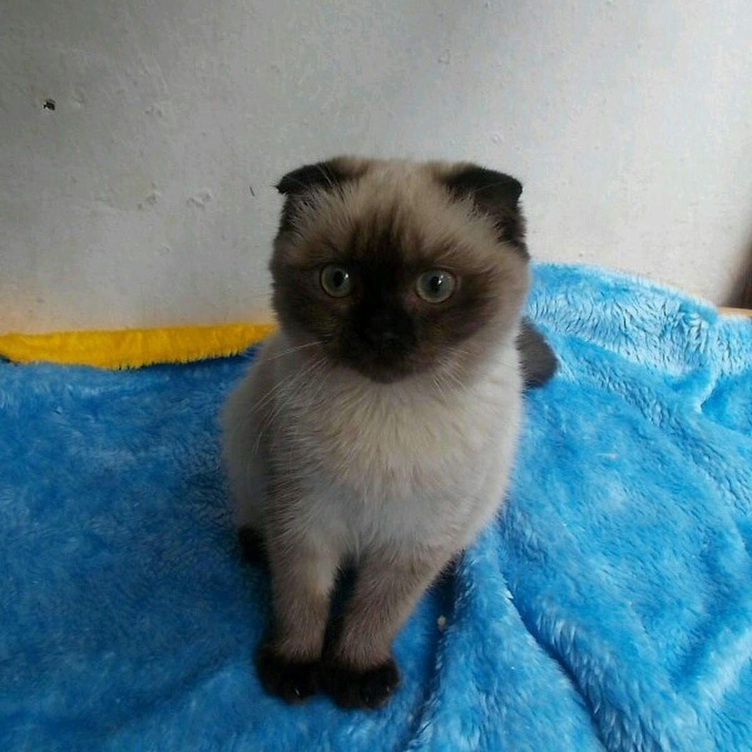 Саамская вислоухая кошка