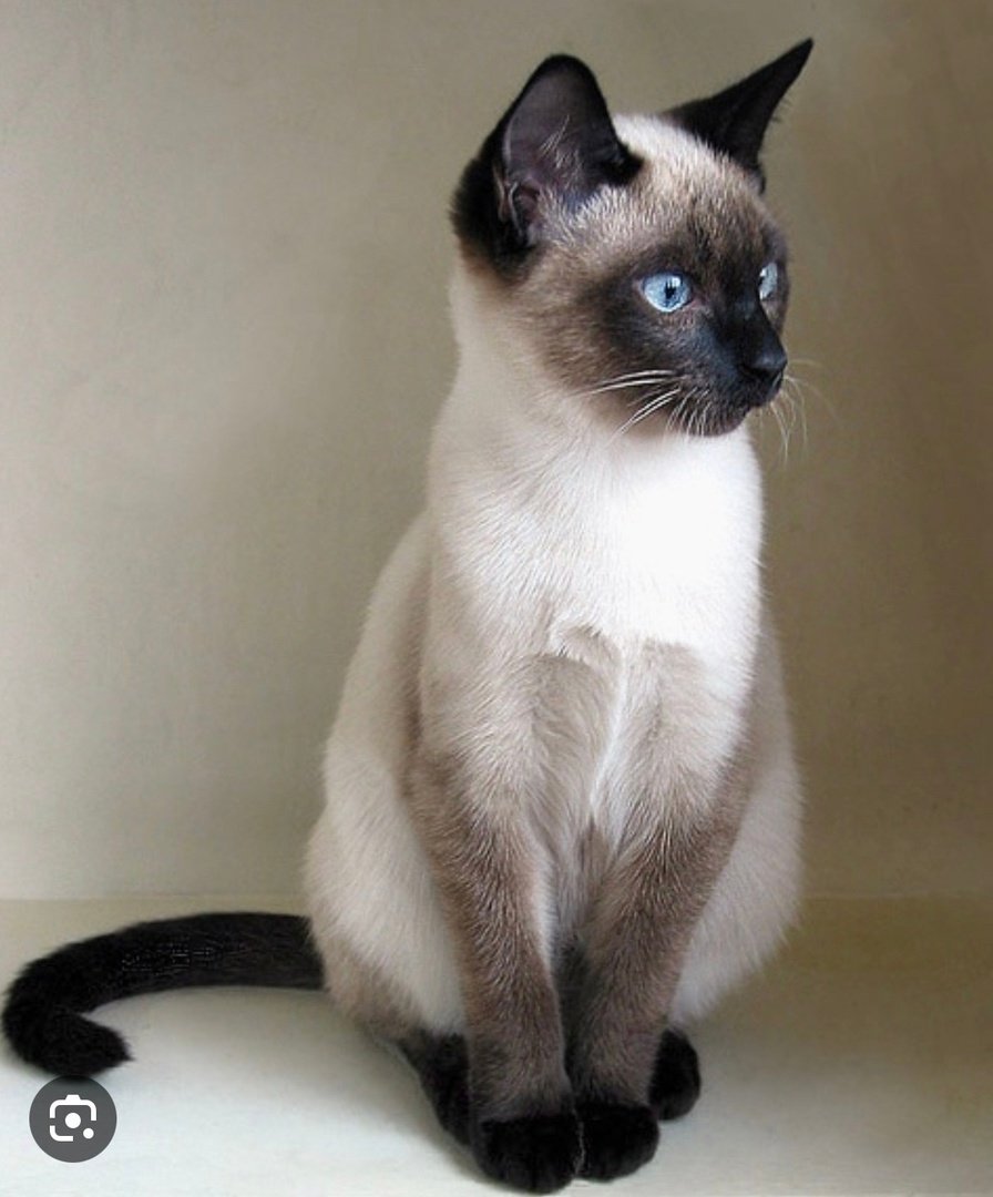 Сиамская кошка гладкошерстная