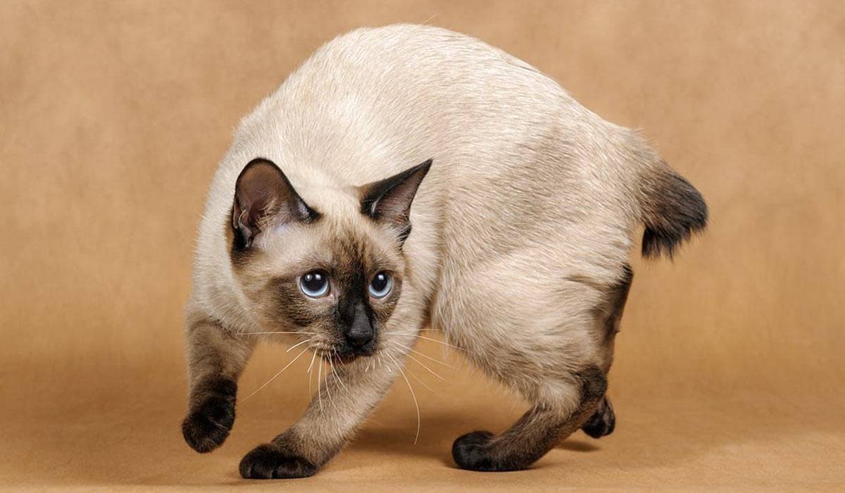 Меконгский (тайский) бобтейл