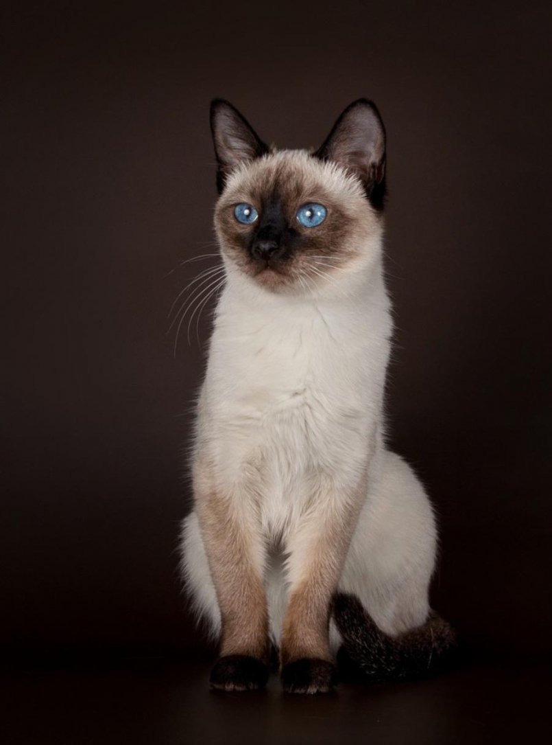 Сиамский Сноу-Шу