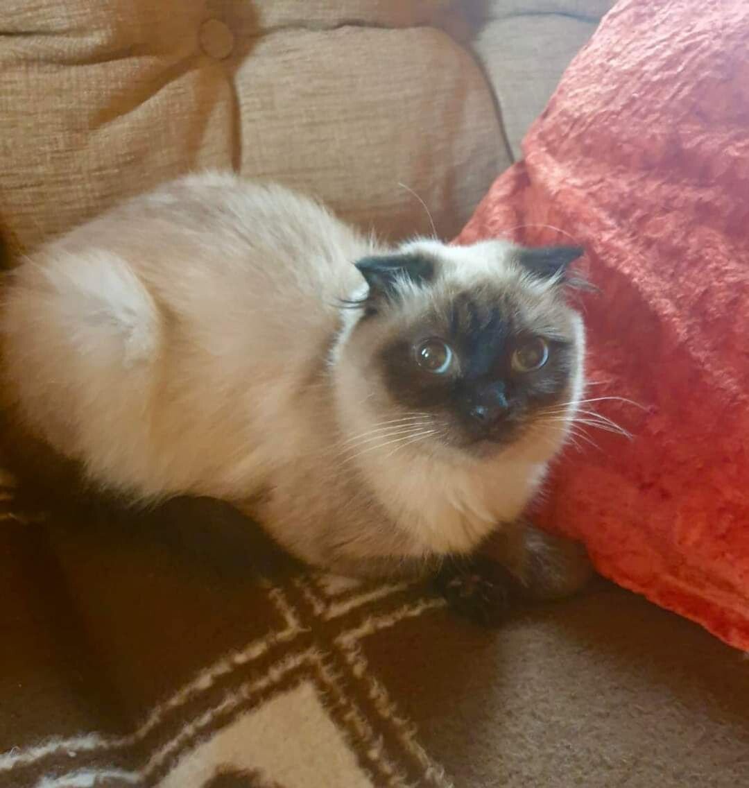 Найден тайский кот