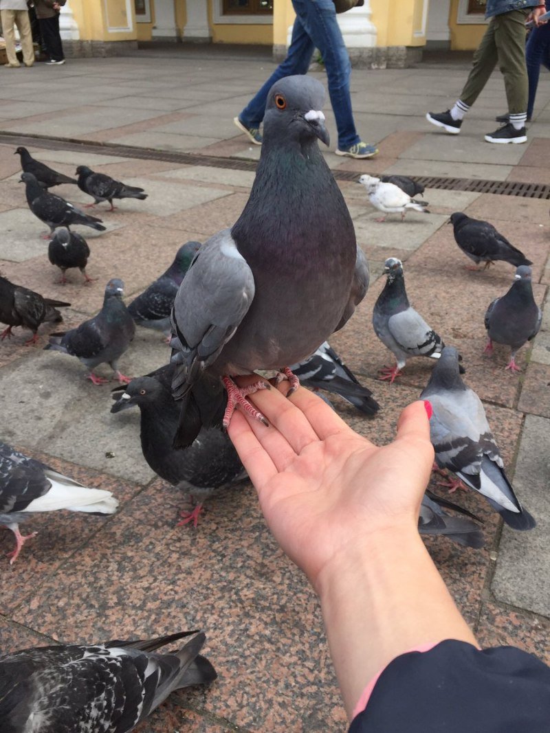 Кормление голубей