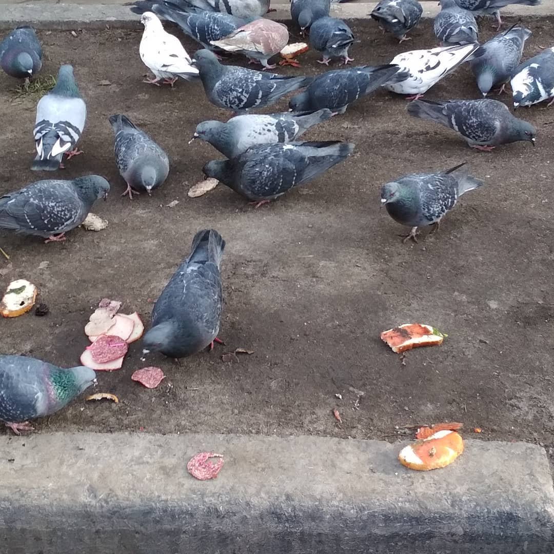 Голубятня для голубей