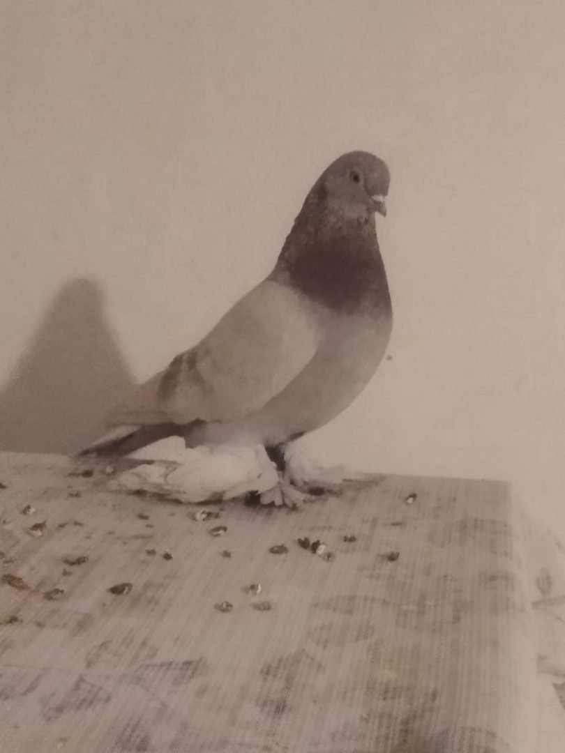 Сирена голубей