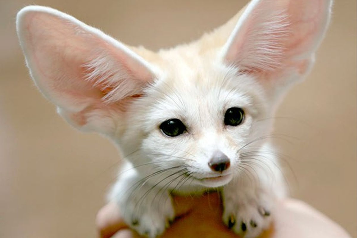 Лисица фенек