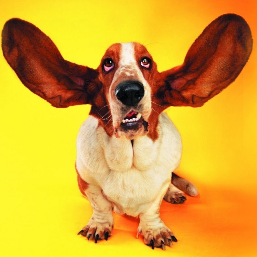 Ушастая собачка