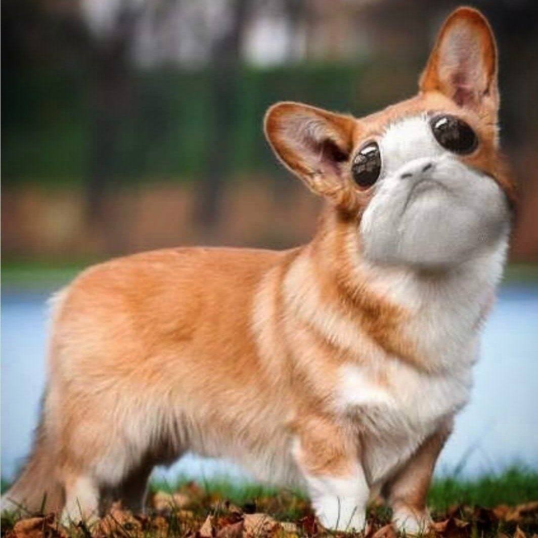 Коротколапые корги