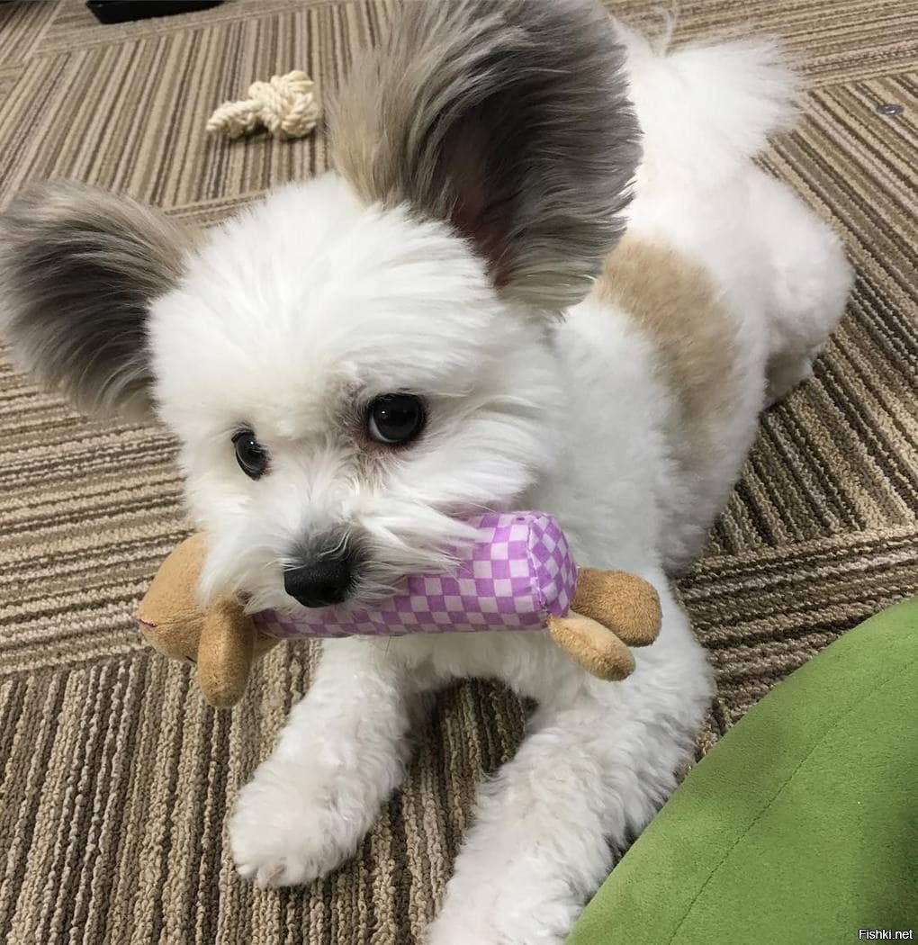 Мальтийская болонка и Папильон