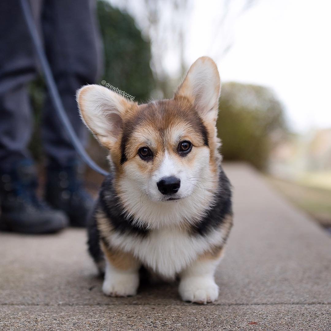 Порода вельш корги