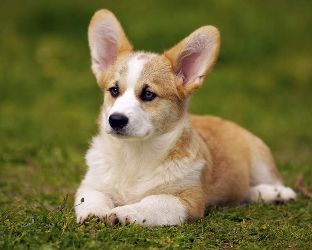 Корги пемброк